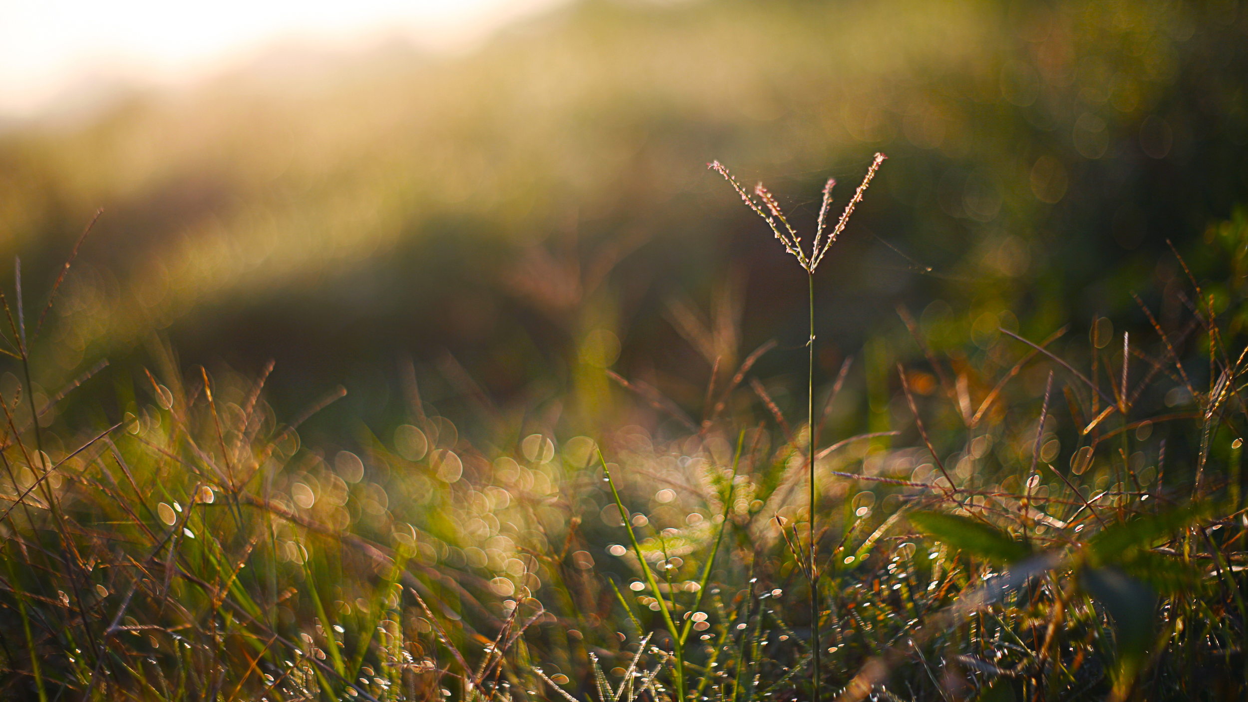 What Root Cause Health Coaching Can Change