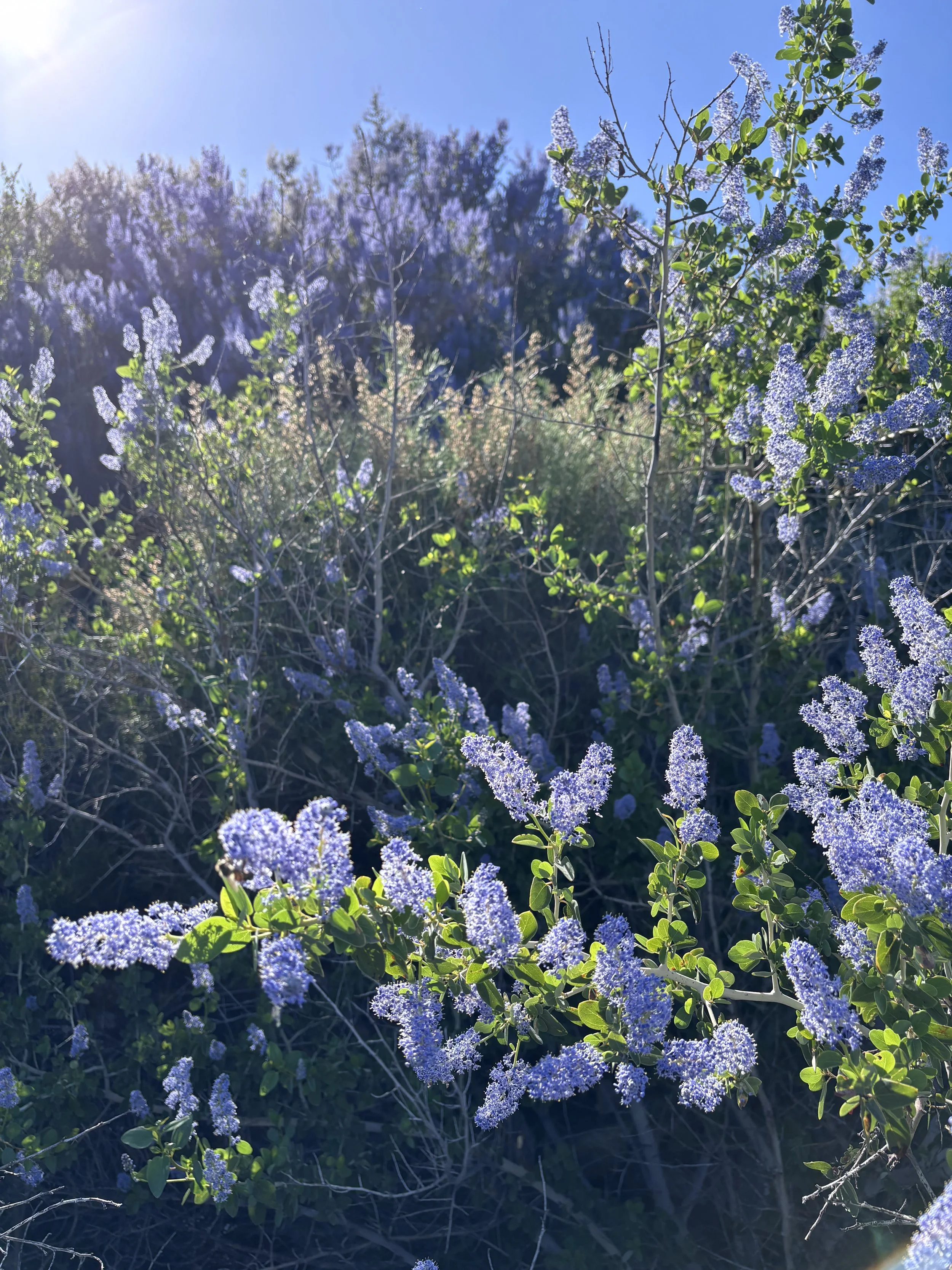 Still Processing…. California Sections A &amp; B