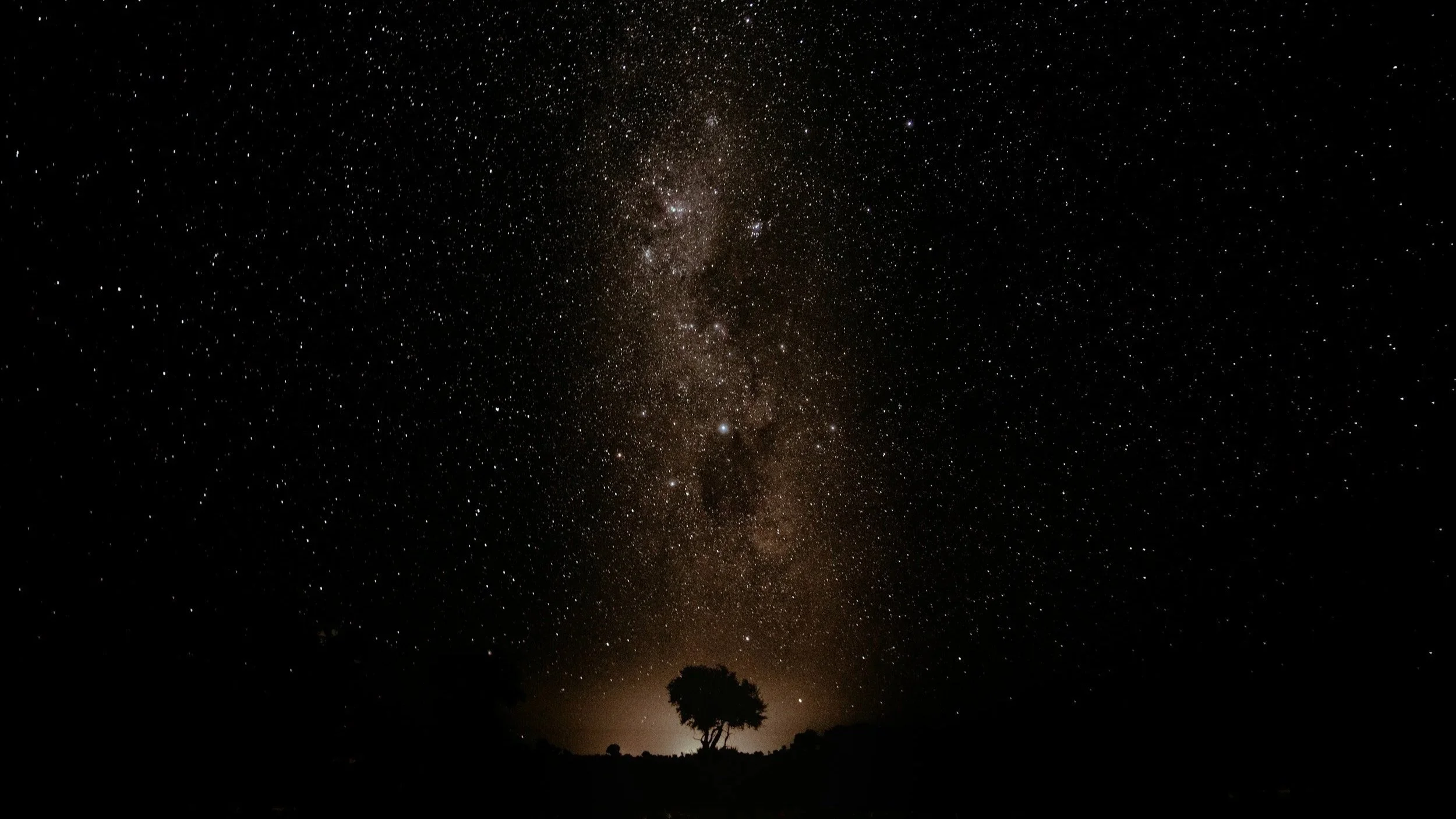 night sky with stars and a tree