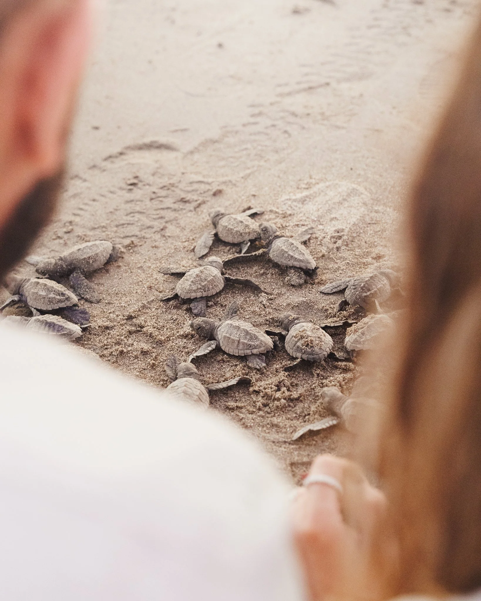 engagement-photographer-turtles.jpg