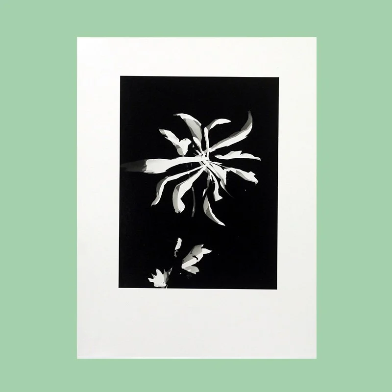 Blumenphotogramm