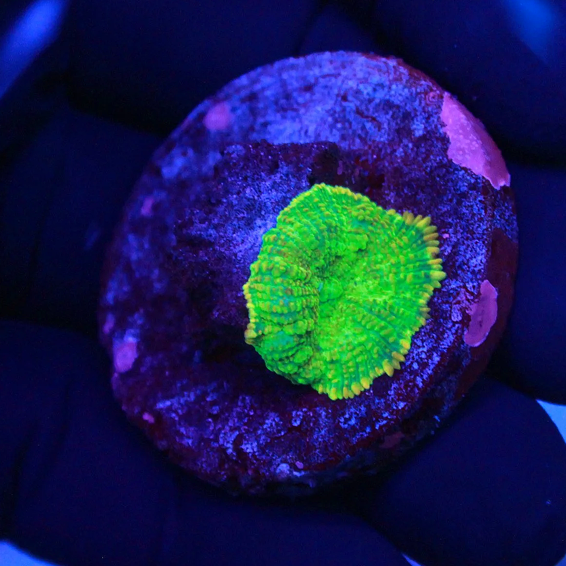 WYSIWYG Sunrise Rhodactis Mushroom