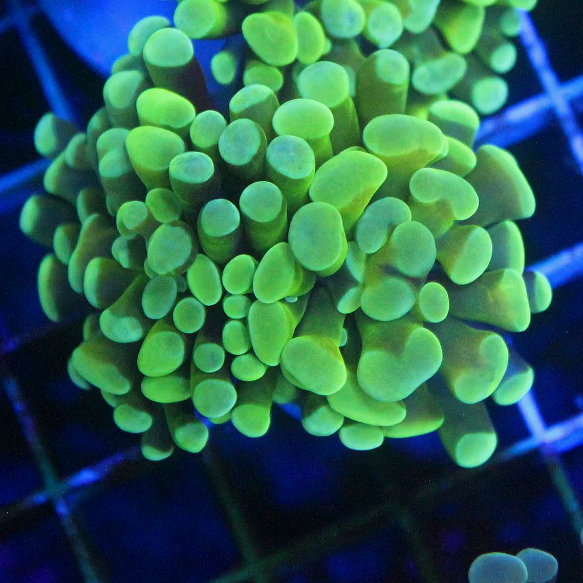 WYSIWYG Neon Frammer 1 Head Branching