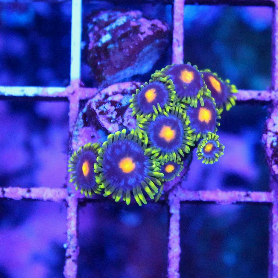 WYSIWYG Blow Pop Zoa Frag - 8+ Polyps