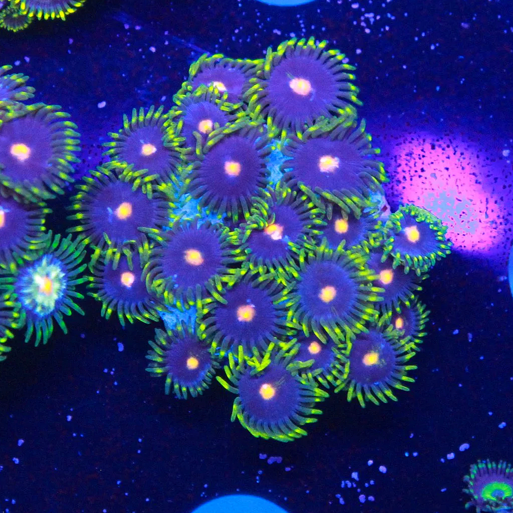 WYSIWYG OG Gorilla Nip Zoa - 20 Polyps