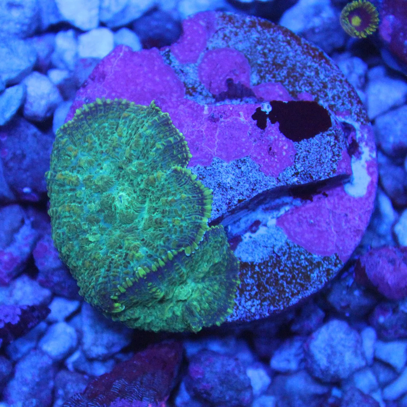 WYSIWYG Green Rhodactis Frag - 2 Mushrooms