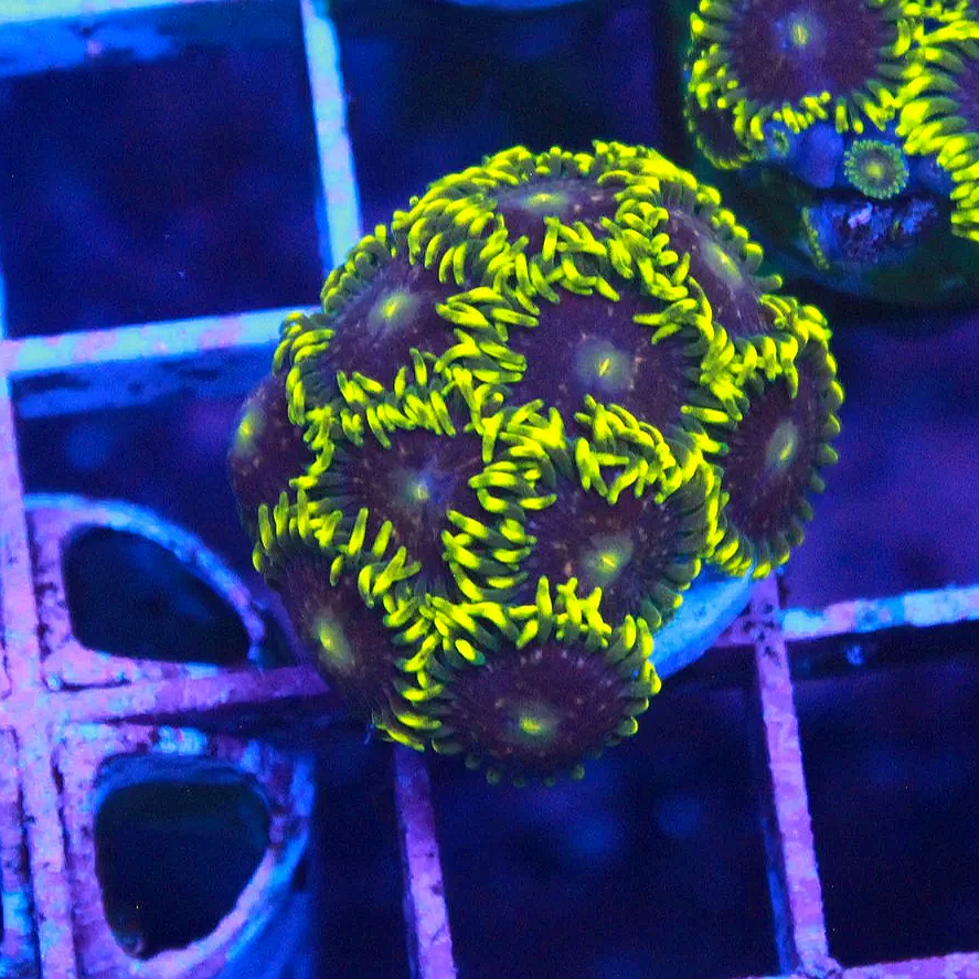 WYSIWYG Blue Steel Zoa - 10+ Polyps
