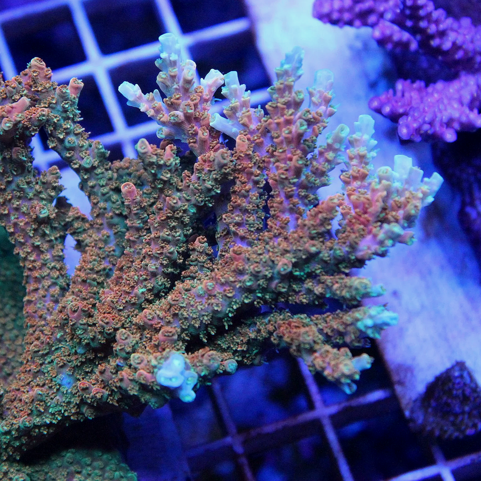 TSA Bill Murray Acropora