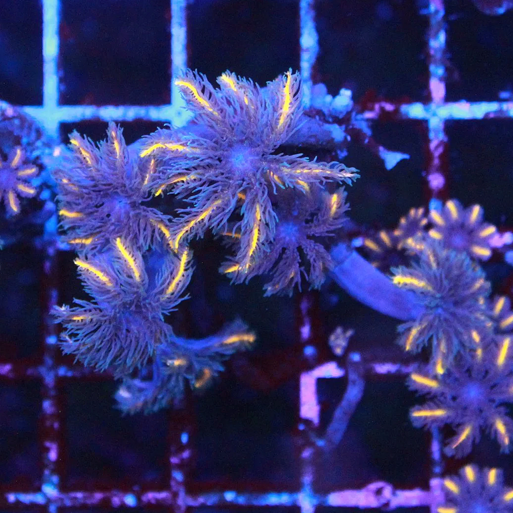 WYSIWYG TSA Candy Corn Clove Frag #5
