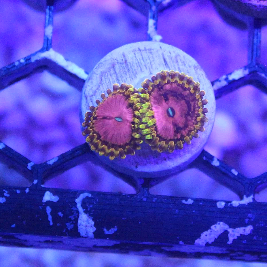 WYSIWYG Pink Diamond Zoa Frag - 2 Polyps - Image 1