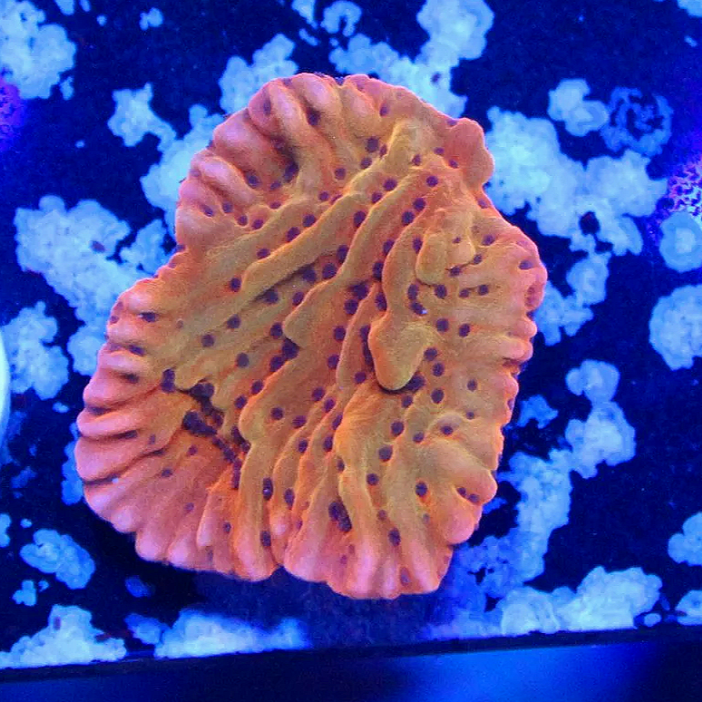 WYSIWYG Flaming Phoenix Monti Frag