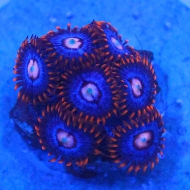 Snitches Zoa 5+ Polyps