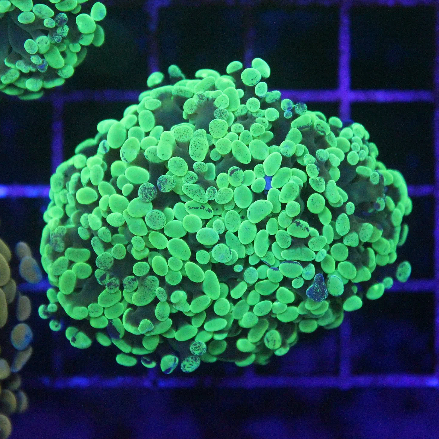 WYSIWYG Toxic Green Splatter 1 Head Branching frammer