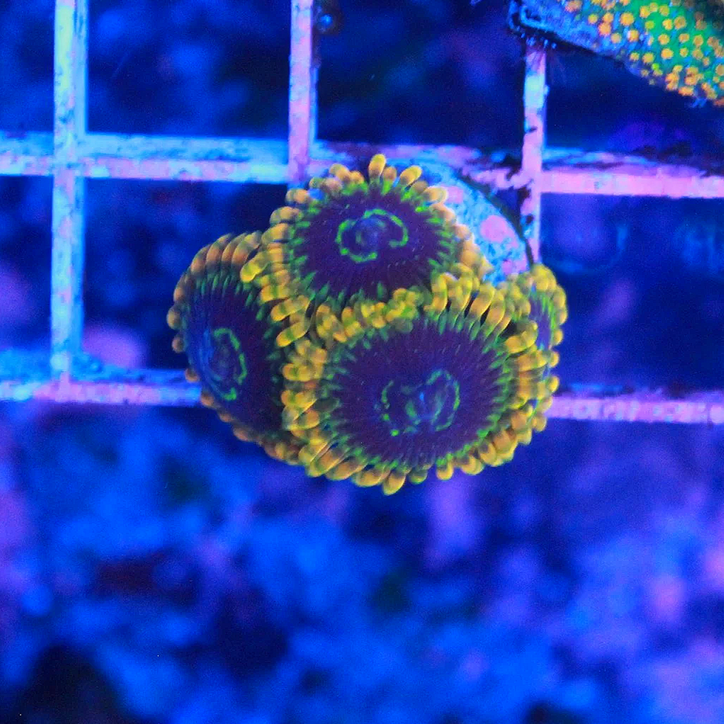 WYSIWYG Rainbow Yoda Zoa CHUNK - 4 polyps