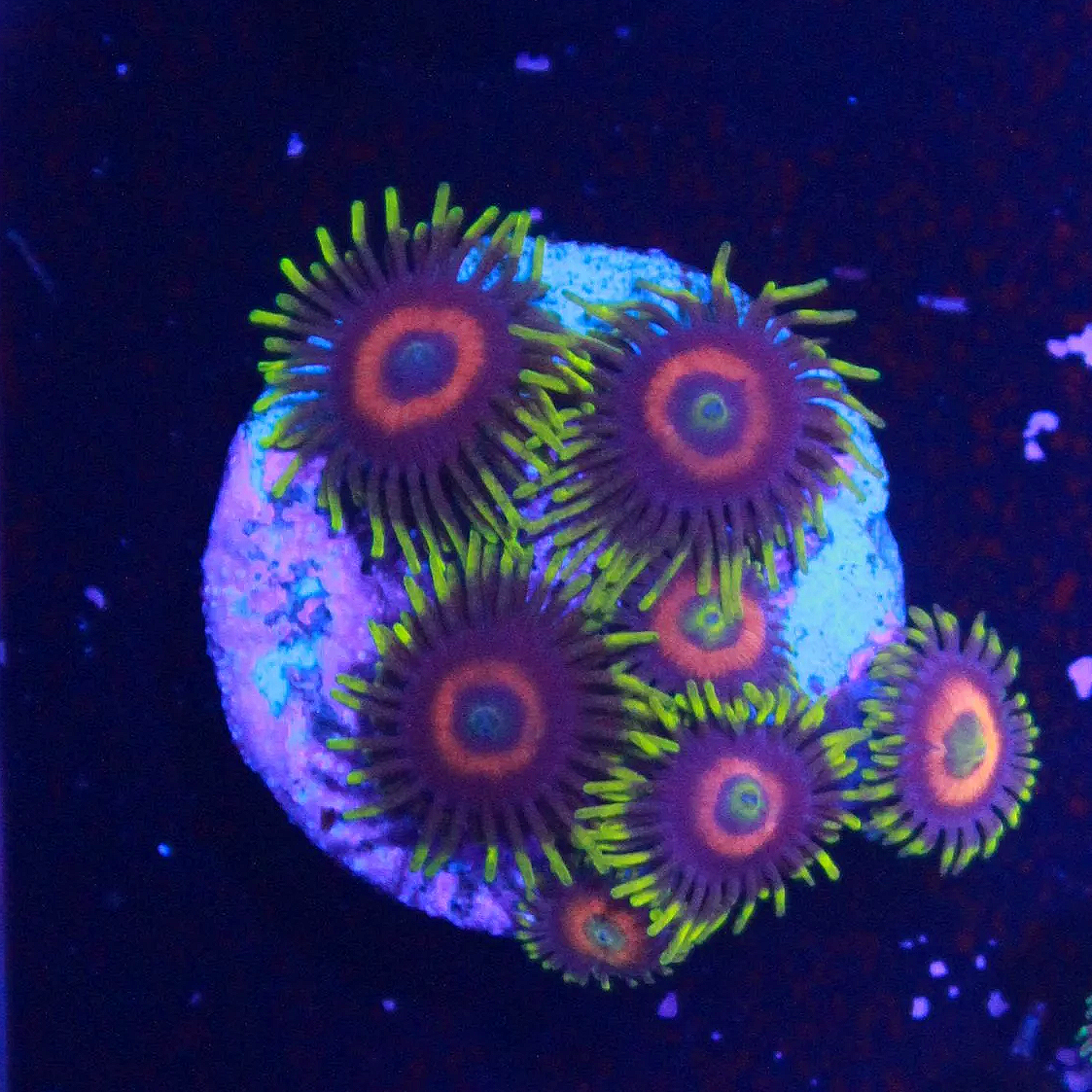 WYSIWYG UNK Zoa Frag - 8 Polyps