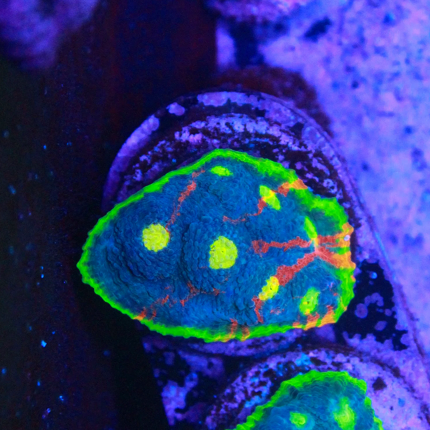 WYSIWYG SC Dynamite Rainbow Chalice Frag #3