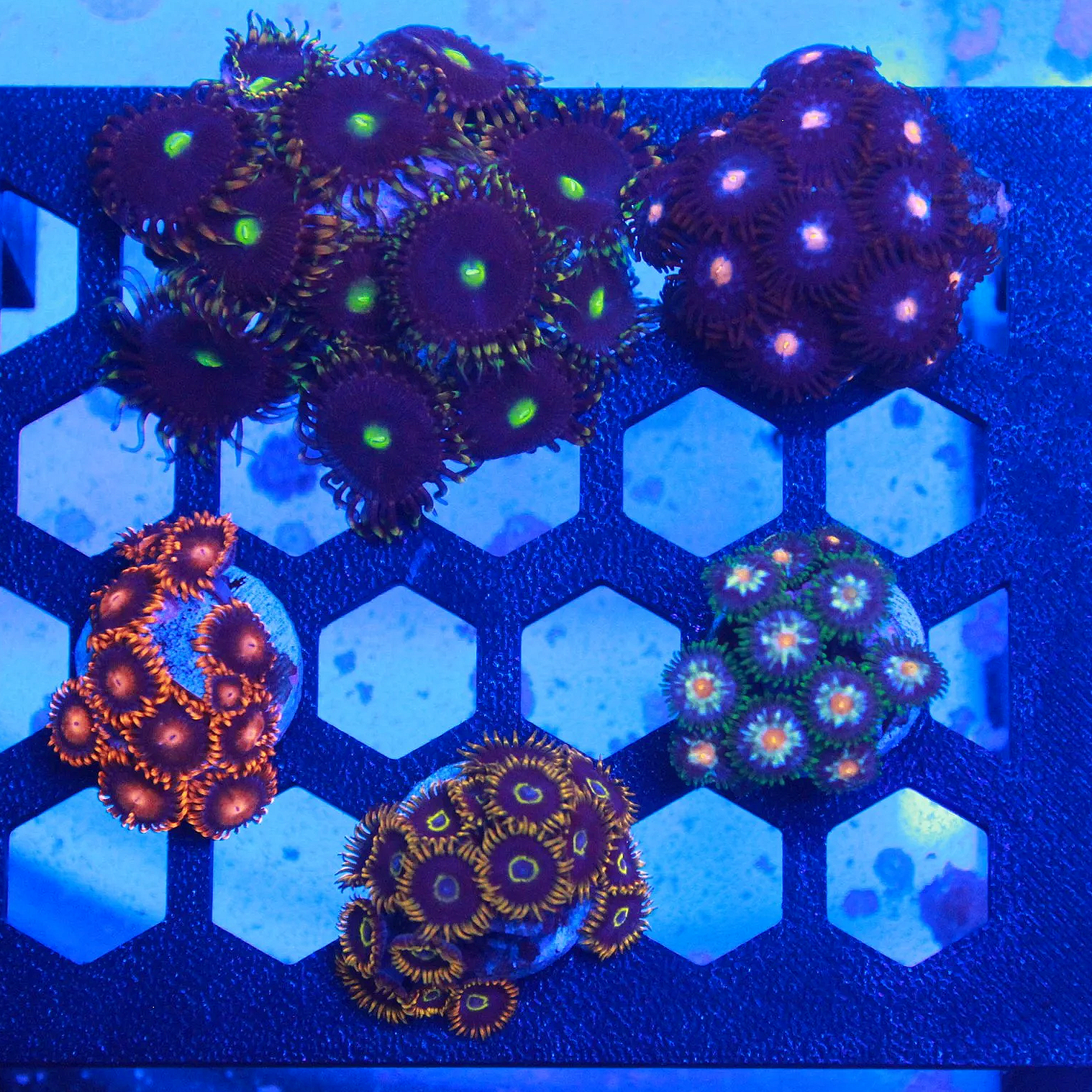 WYSIWYG "OG" Zoa Pack - 5 Frags