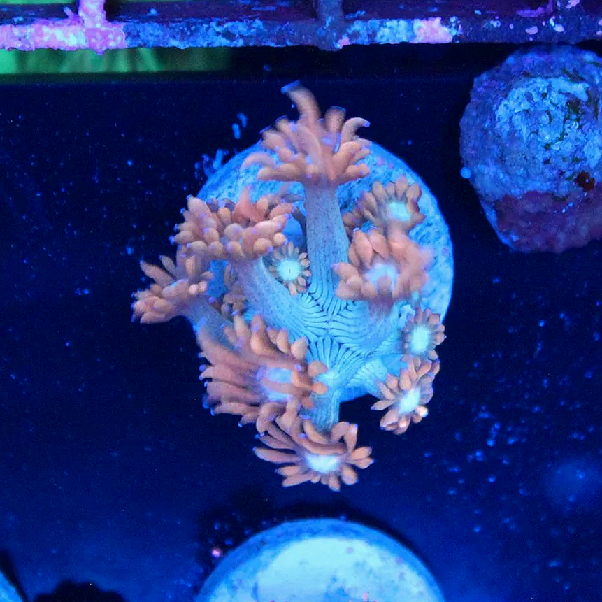 WYSIWYG Pink and Baby Blue Goni - Image 1