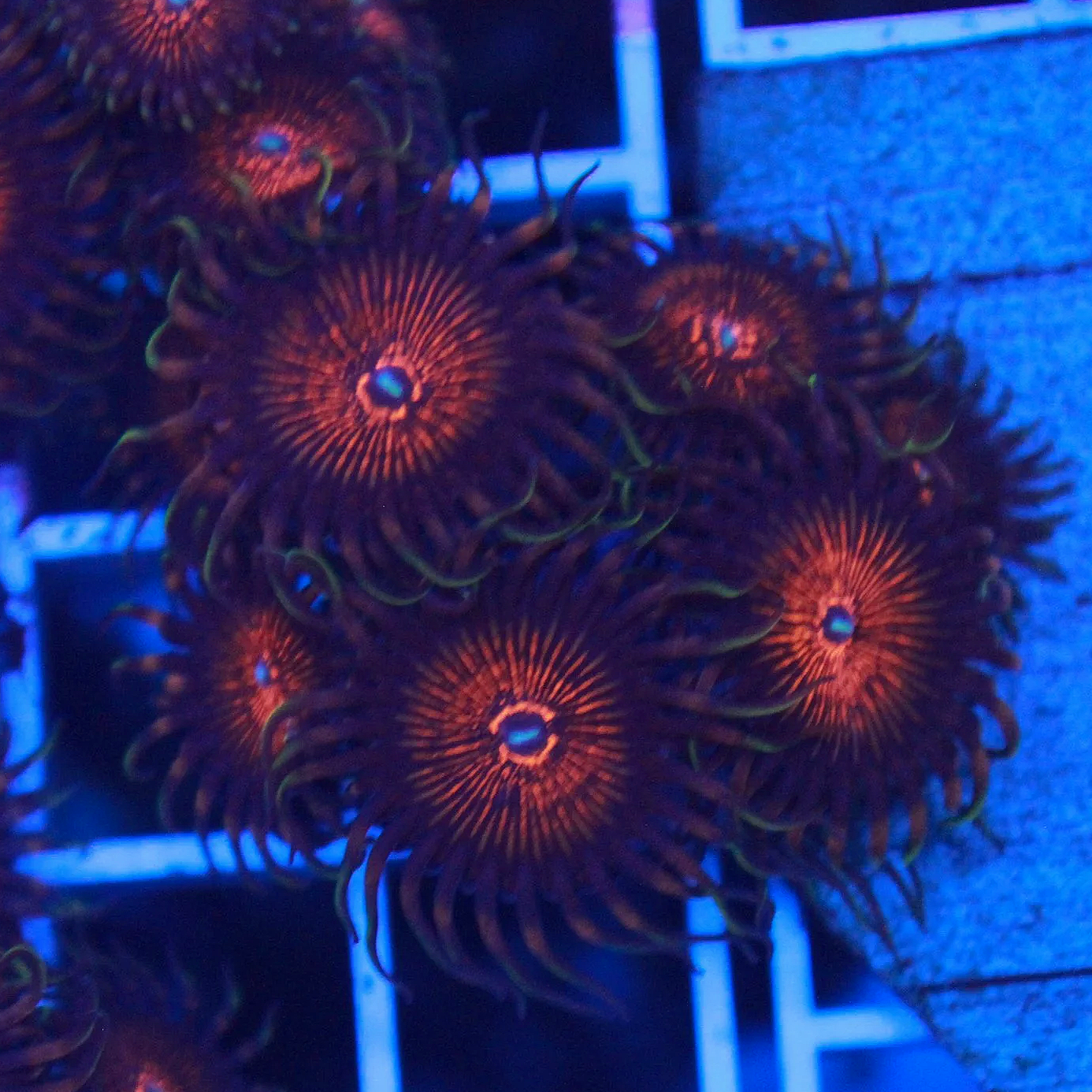 Nightcrawlers Zoa 5+ Polyps