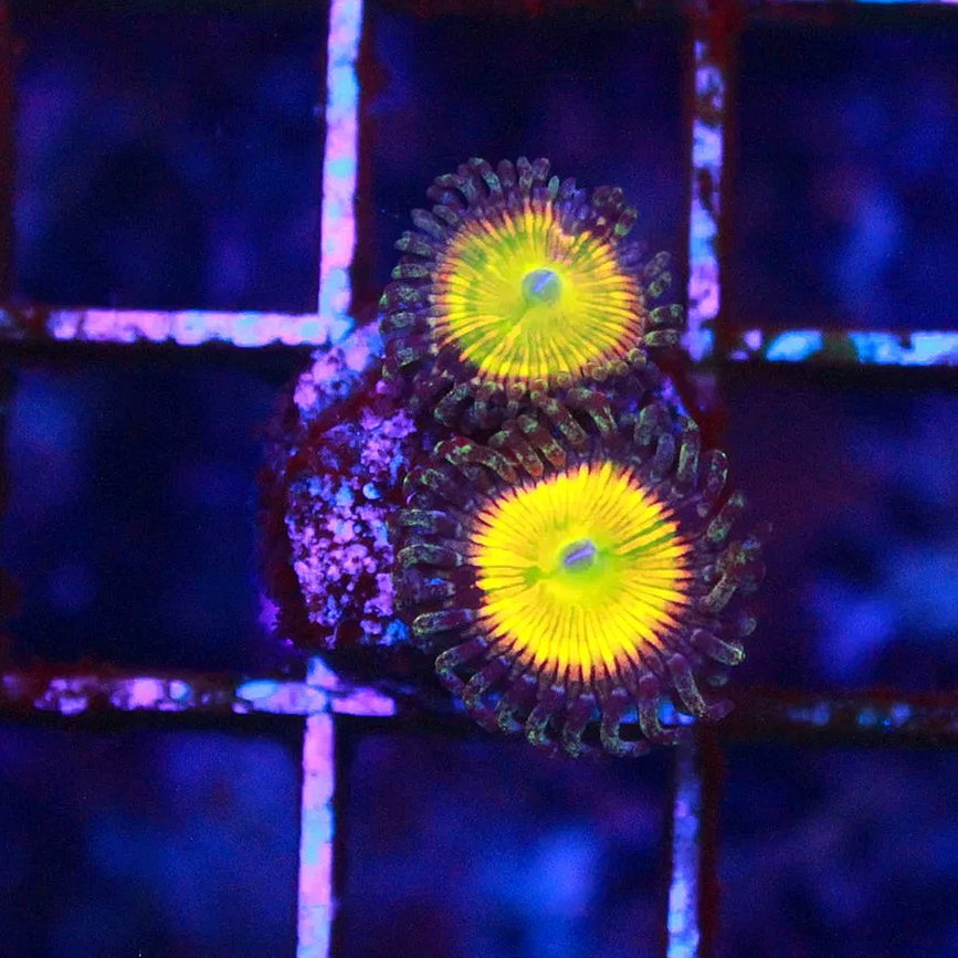 WYSIWYG Sunny D Zoanthid - 2 polyp