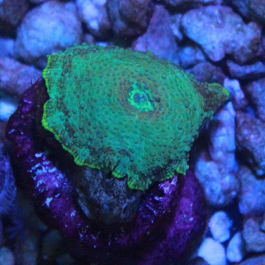 WYSIWYG Green Blue Dot Rainbow Disco Mushroom