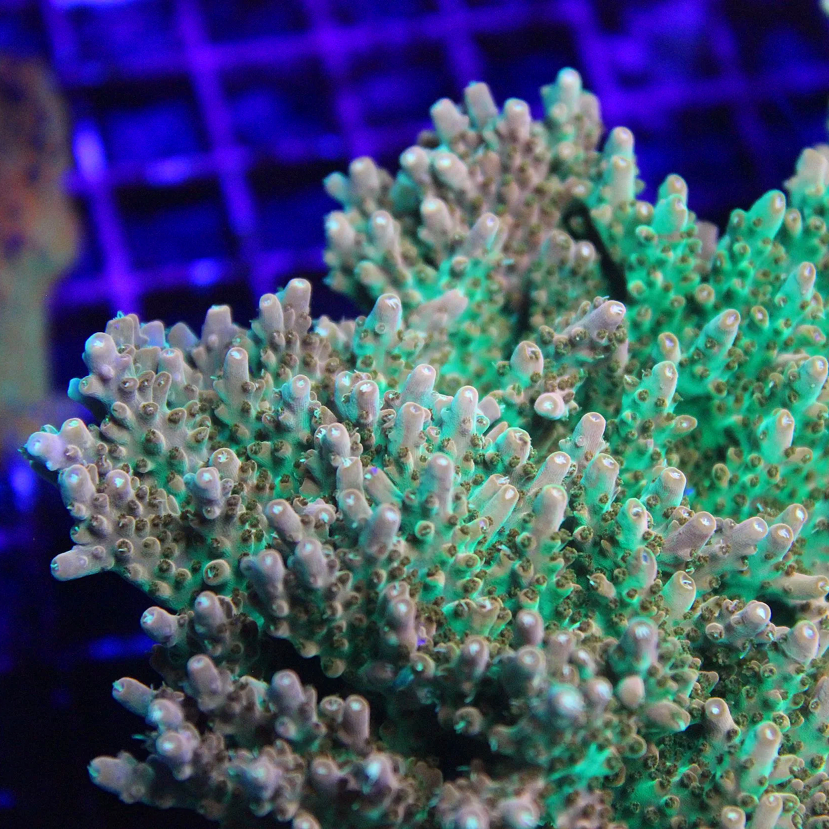 TGC Orange Creamsicle Acropora - Image 1