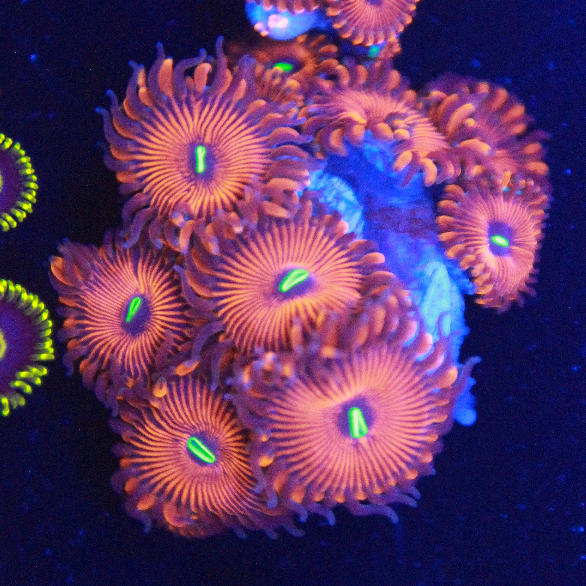 Red People Eater Zoa 5+ Polyps