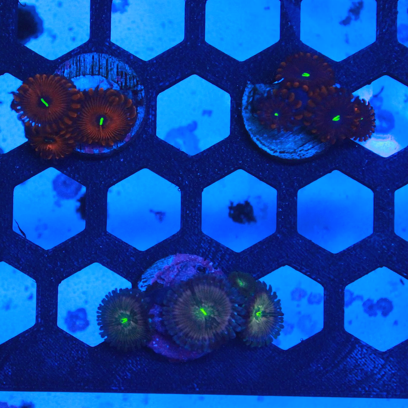 WYSIWYG "People Eater" Zoa Pack - 3 Frags