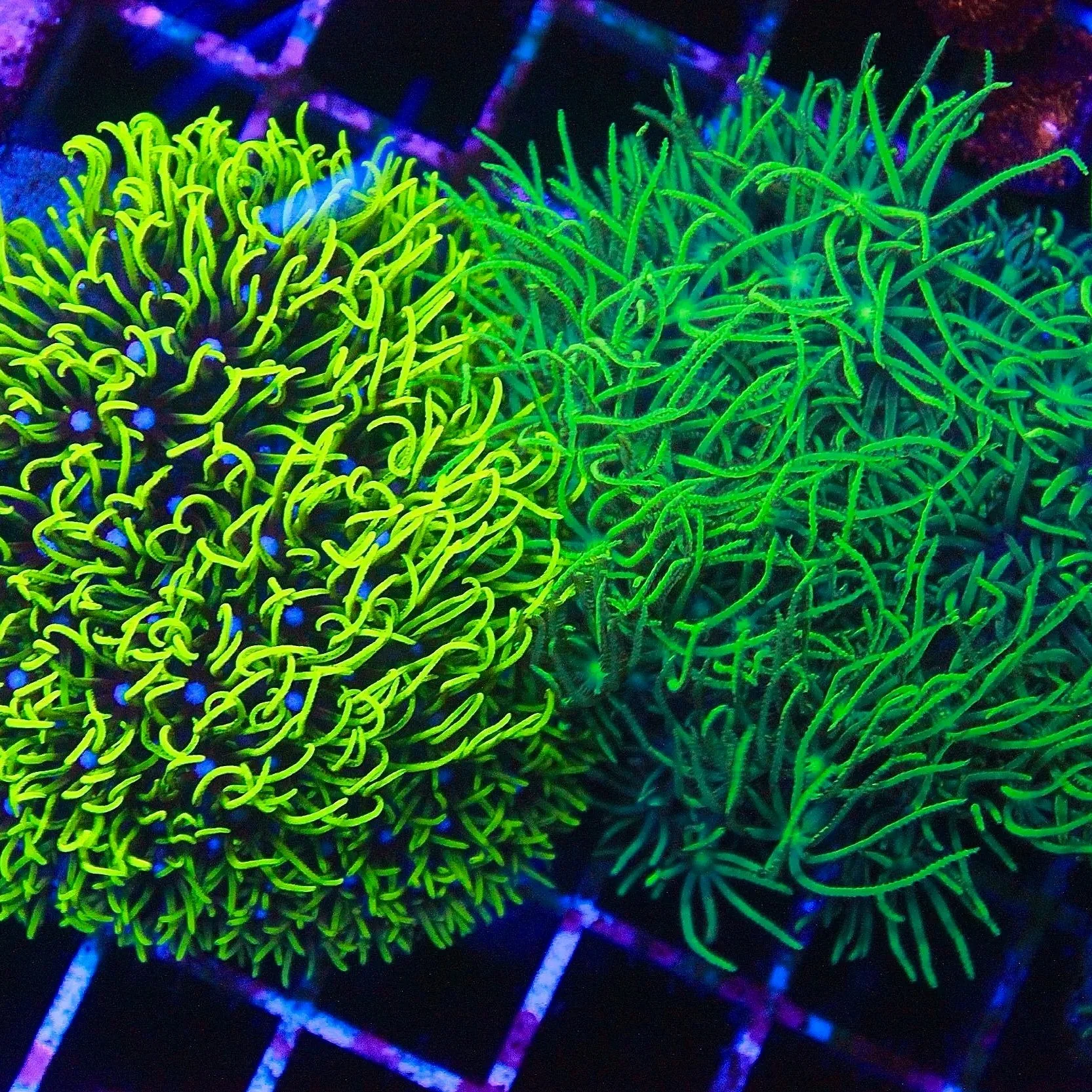 Green Star Polyp "GSP" (Lime Green) - Image 3