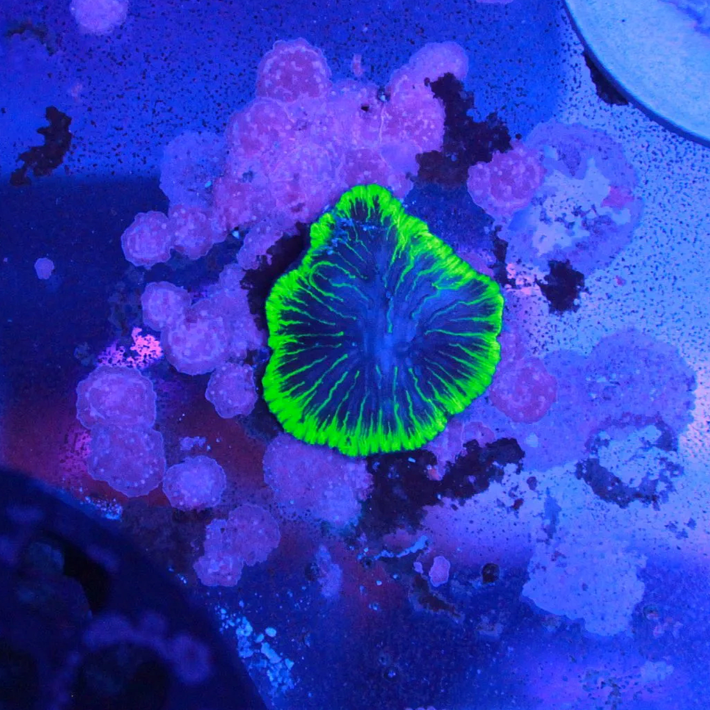 WYSIWYG Green Rimmed Purple Fungia