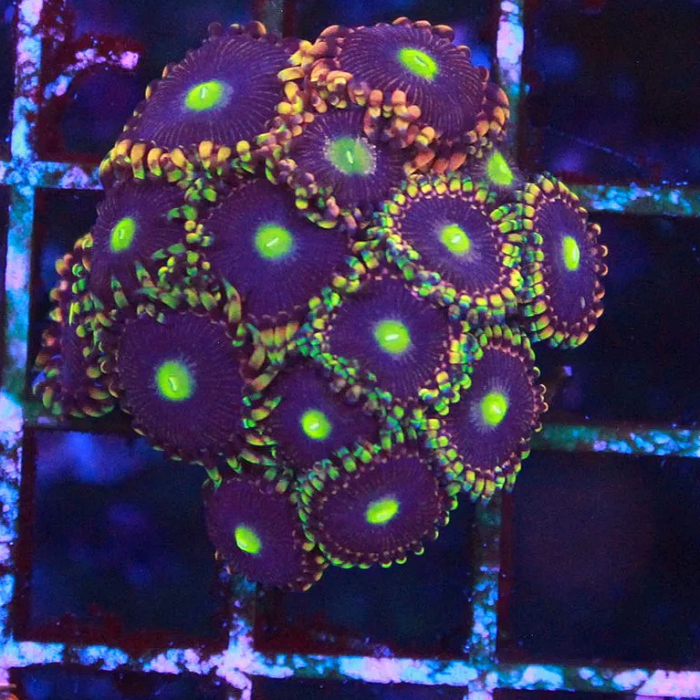 WYSIWYG Bozo's Birthday Zoa CHUNK- 15+ Polyps