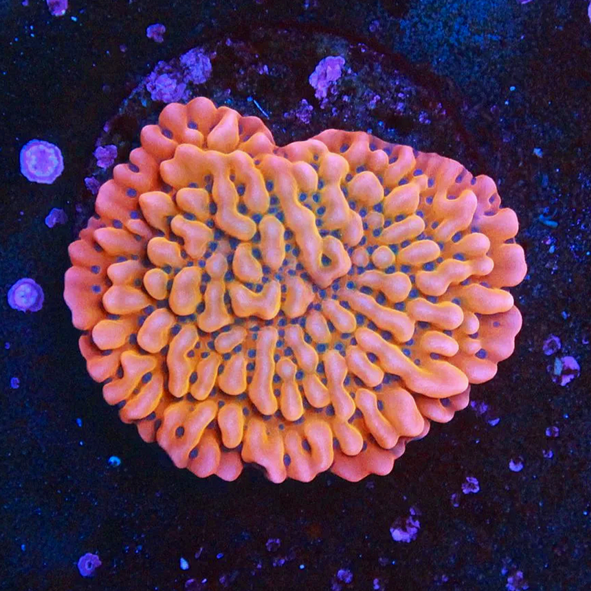 JF Brain Freeze Monti - Image 2