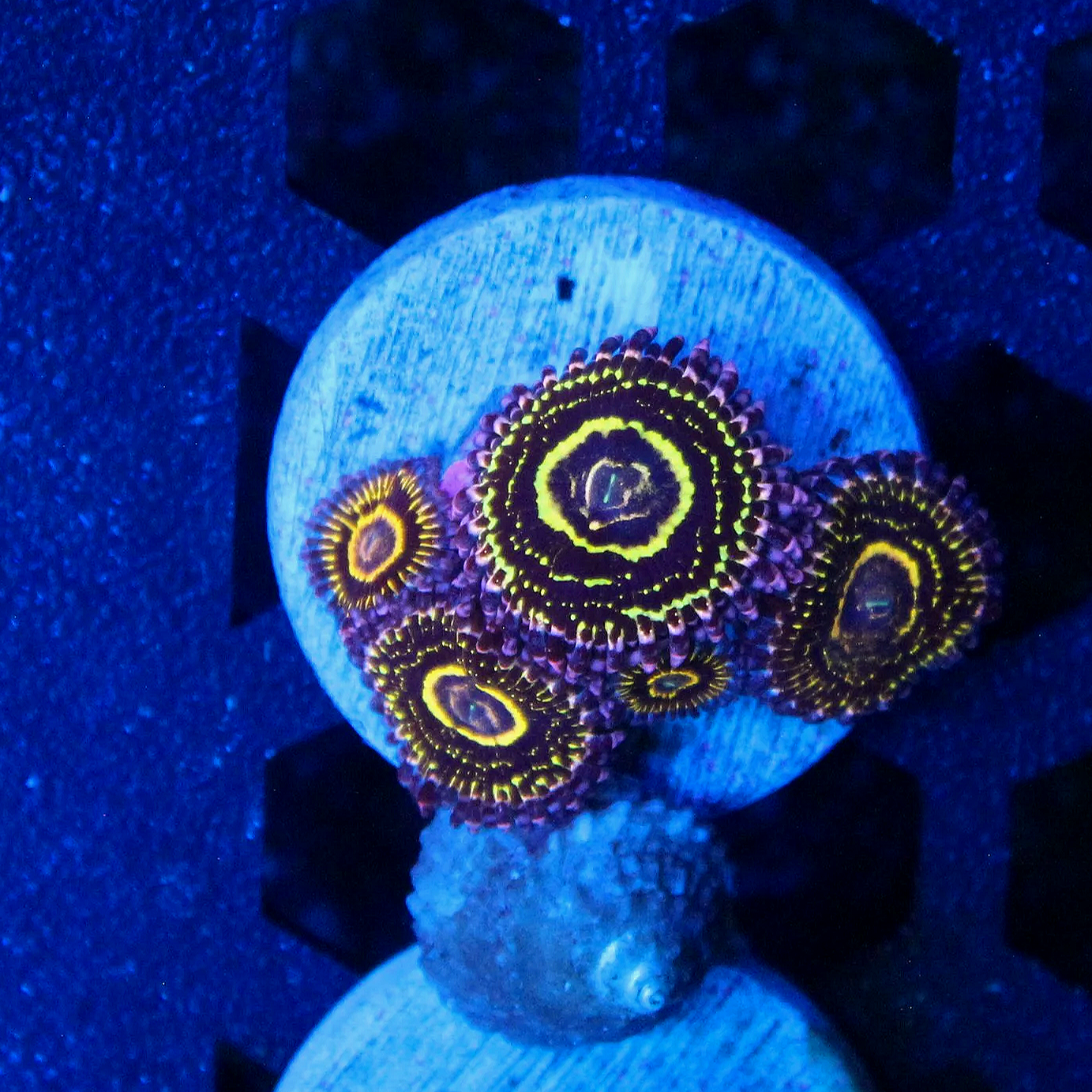 WYSIWYG Stratosphere Zoa - 4 polyps w/Baby