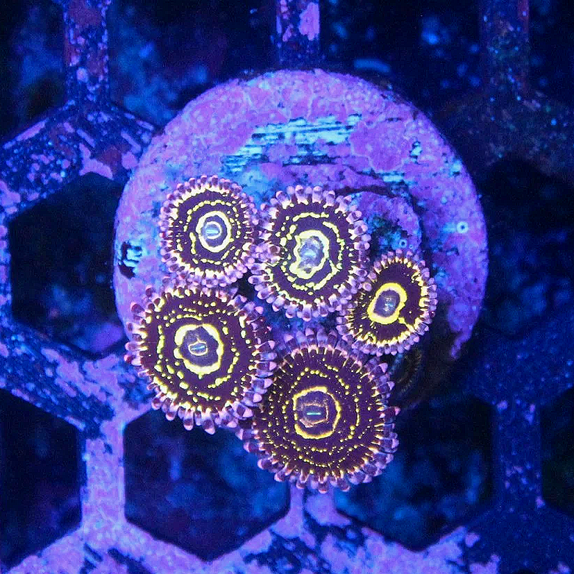 WYSIWYG Stratosphere Zoanthid CHUNK - 5 polyps + a baby