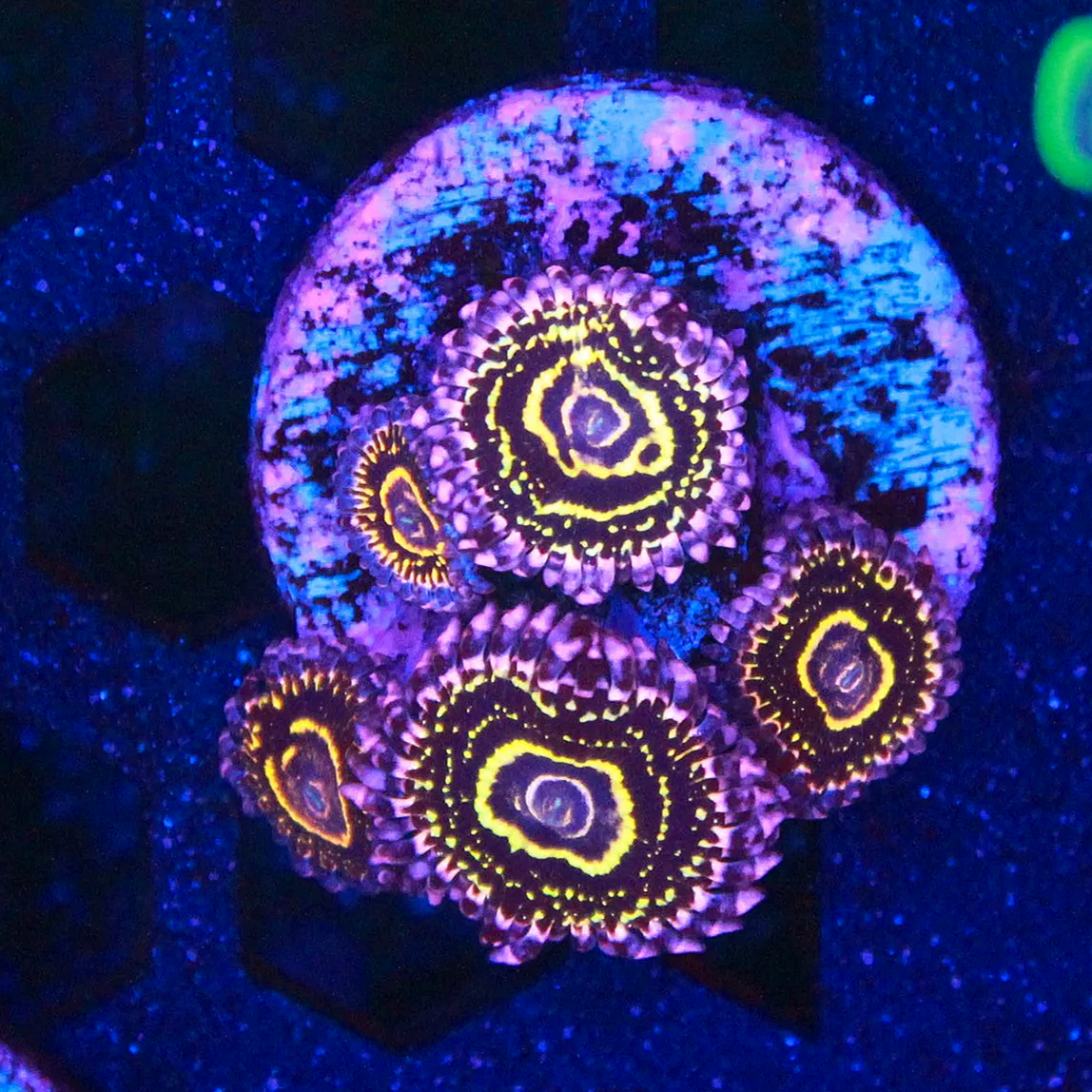 WYSIWYG Stratosphere Zoanthid CHUNK - 5 polyps