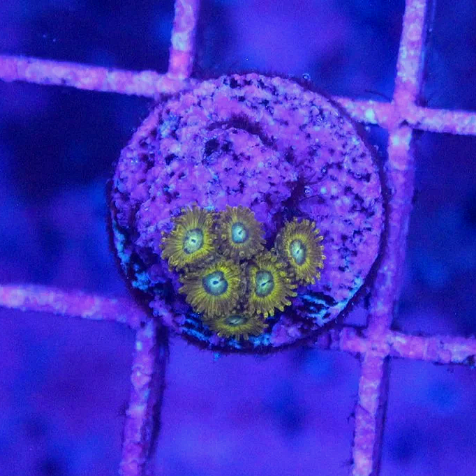 WYSIWYG Pikachu Zoa Frag - 6 polyps