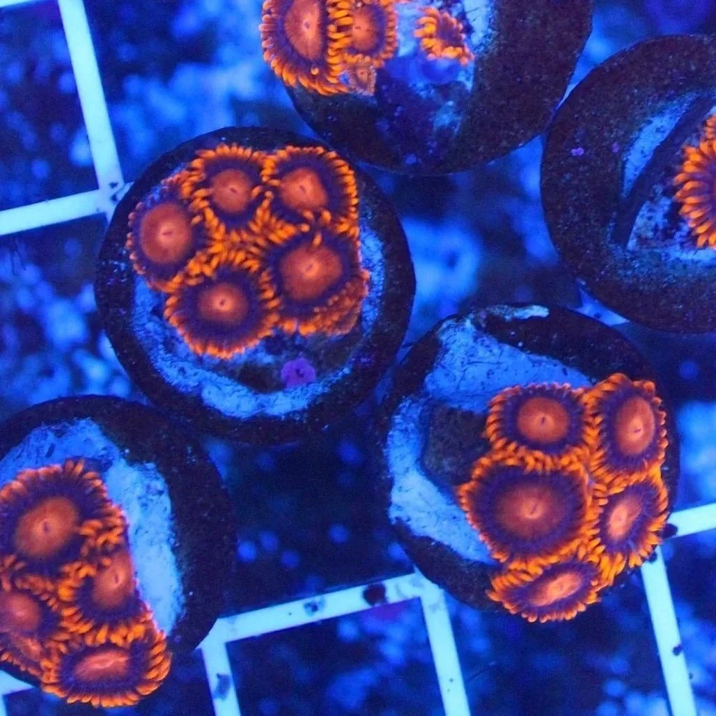 Orange Bam Bam 5+ Polyps