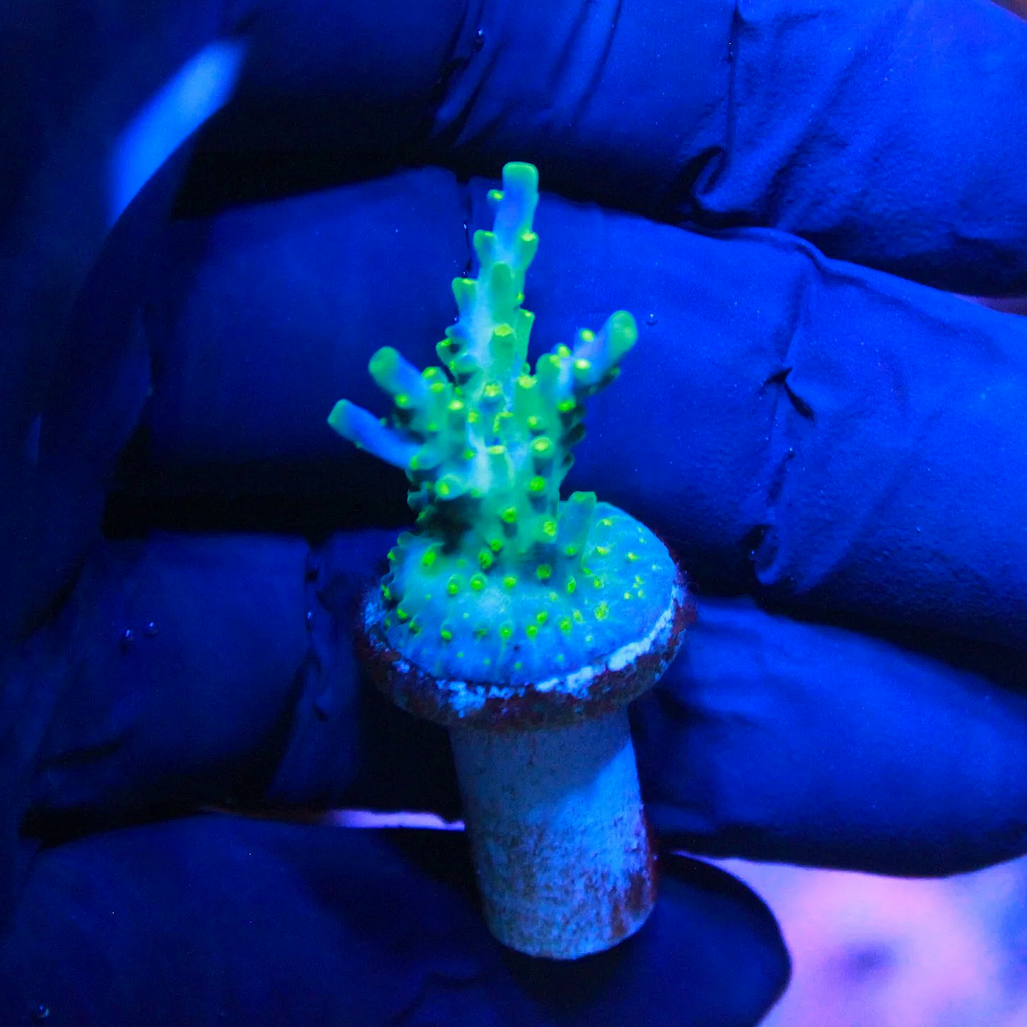WYSIWYG Blue Bonsai Acro Frag