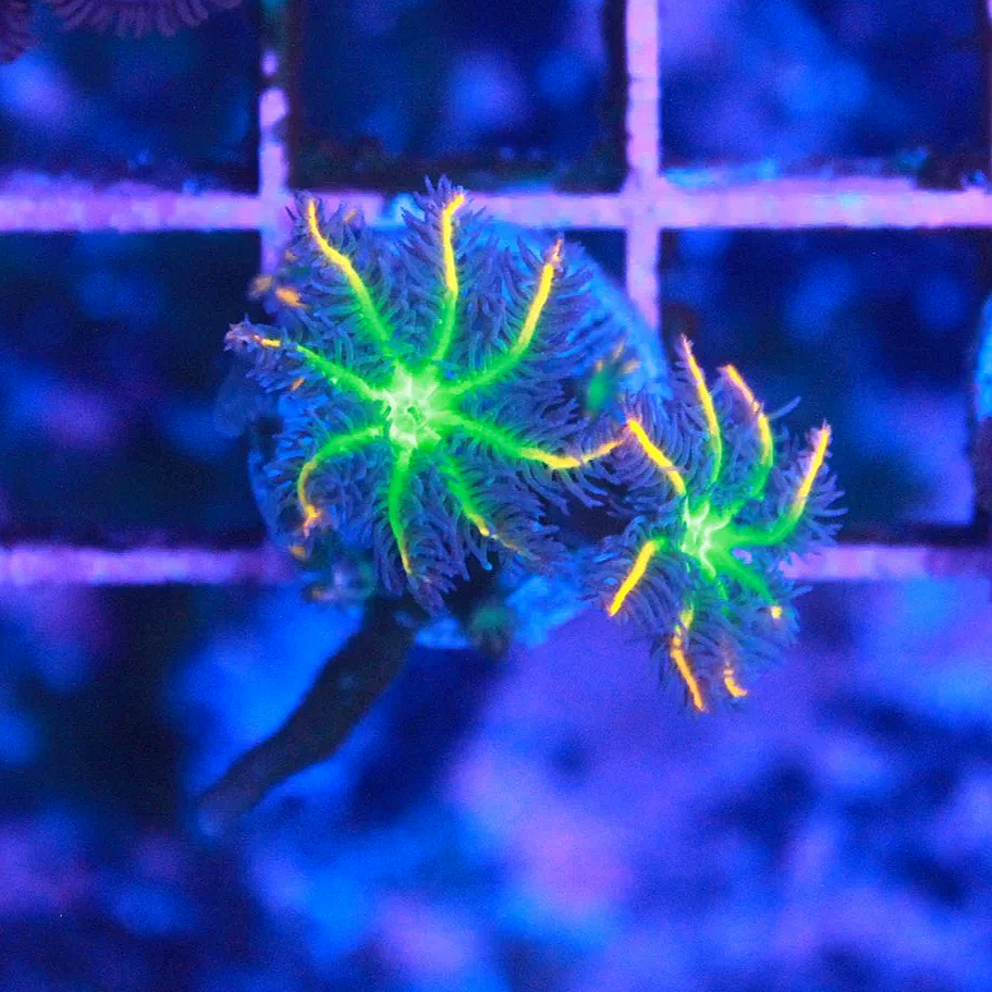 WYSIWYG WWC Fireworks Clove Frag