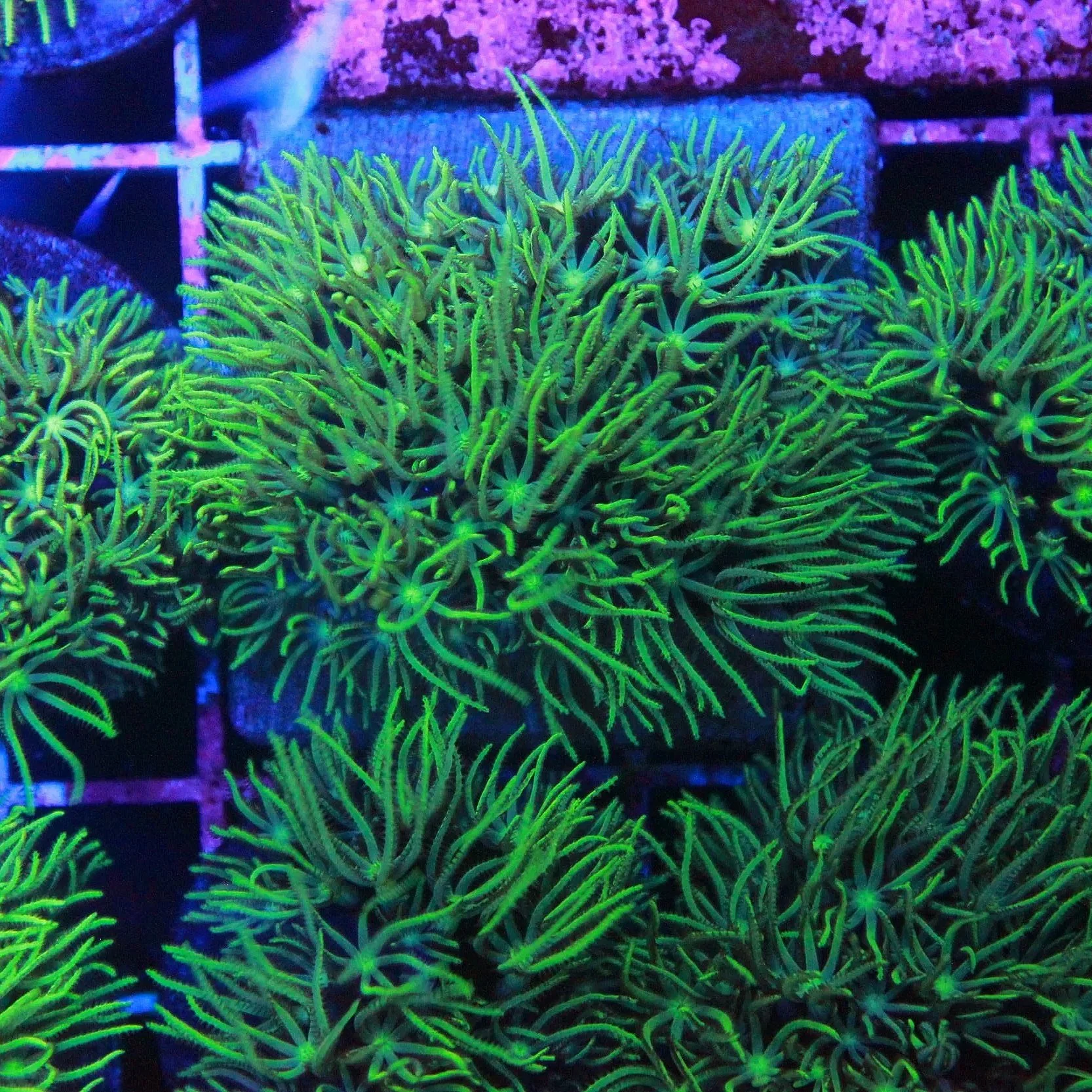 Green Star Polyp "GSP" (Lime Green) - Image 2