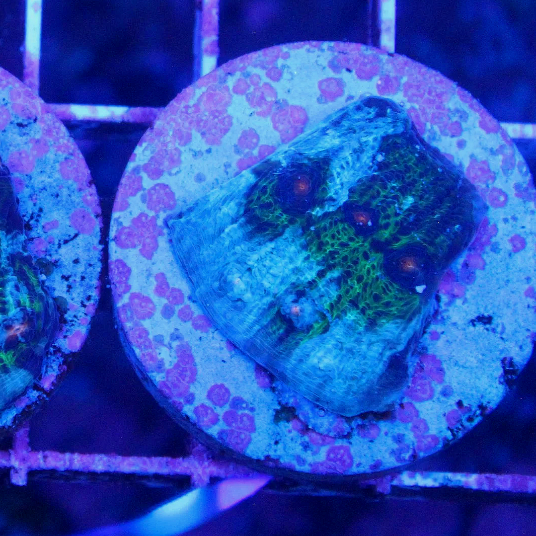 WYSIWYG Avatar Chalice Frag #3 - Image 1