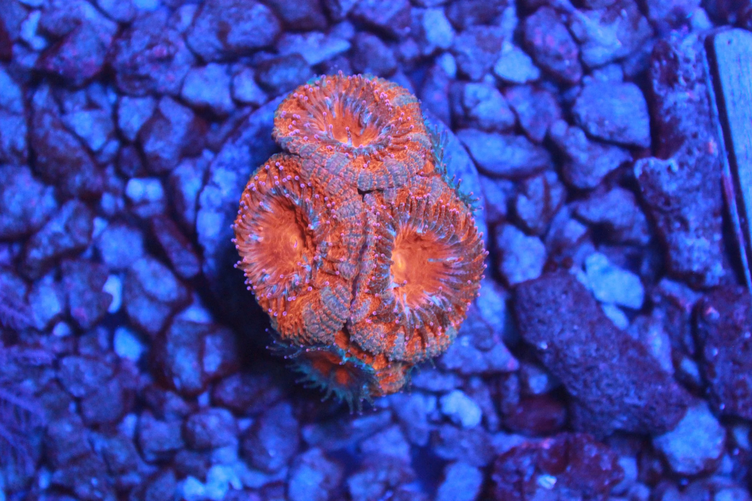WYSIWYG Grade A Peppermint Acan 4+ Heads