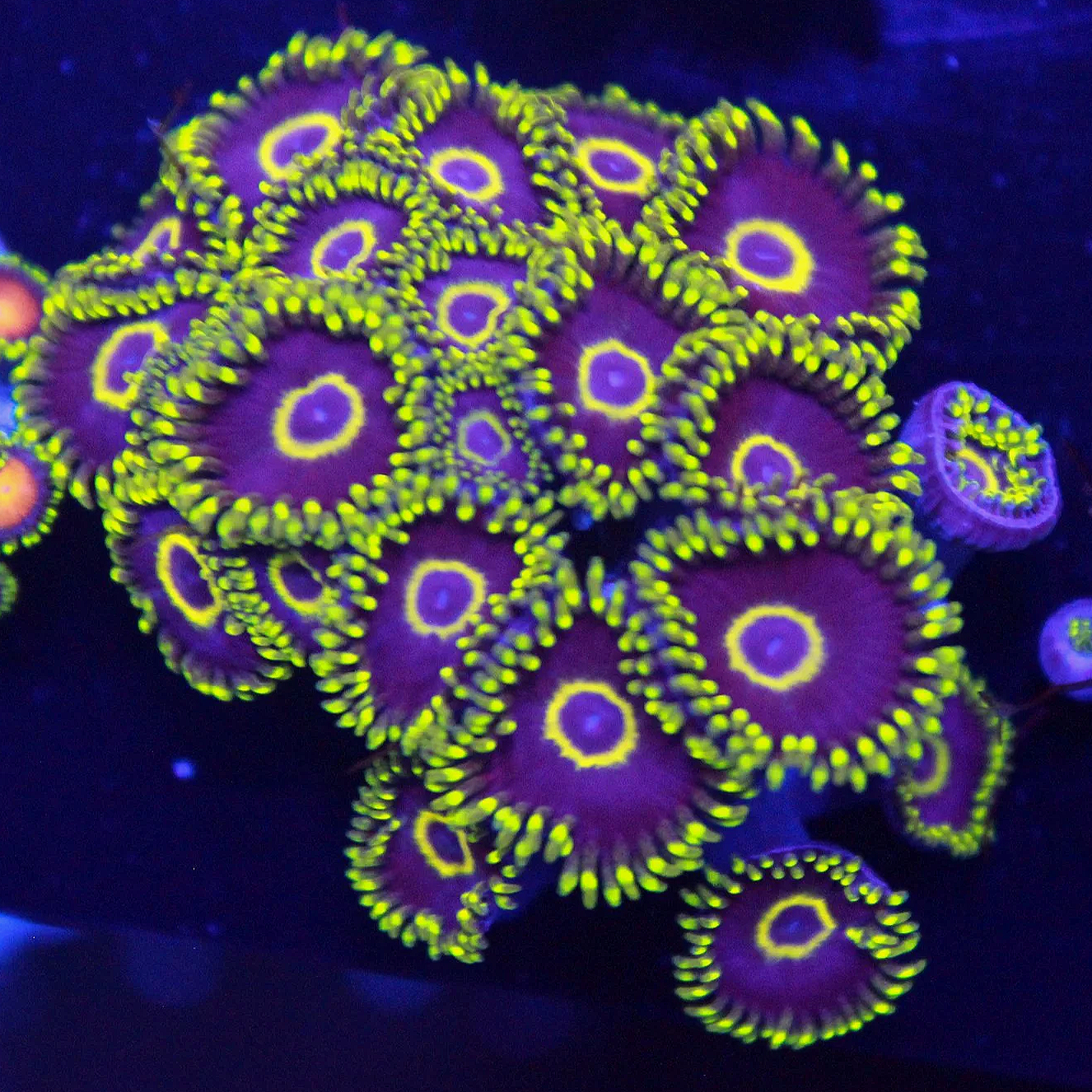 Purple Hornet Zoa 5+ Polyps