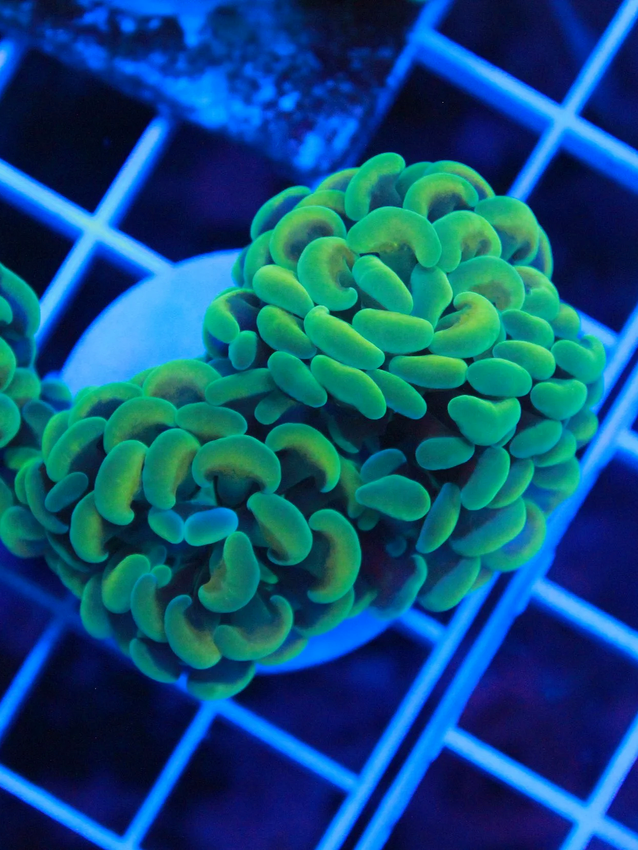 ECC Hotshot Hammer Frag - 2 heads branching