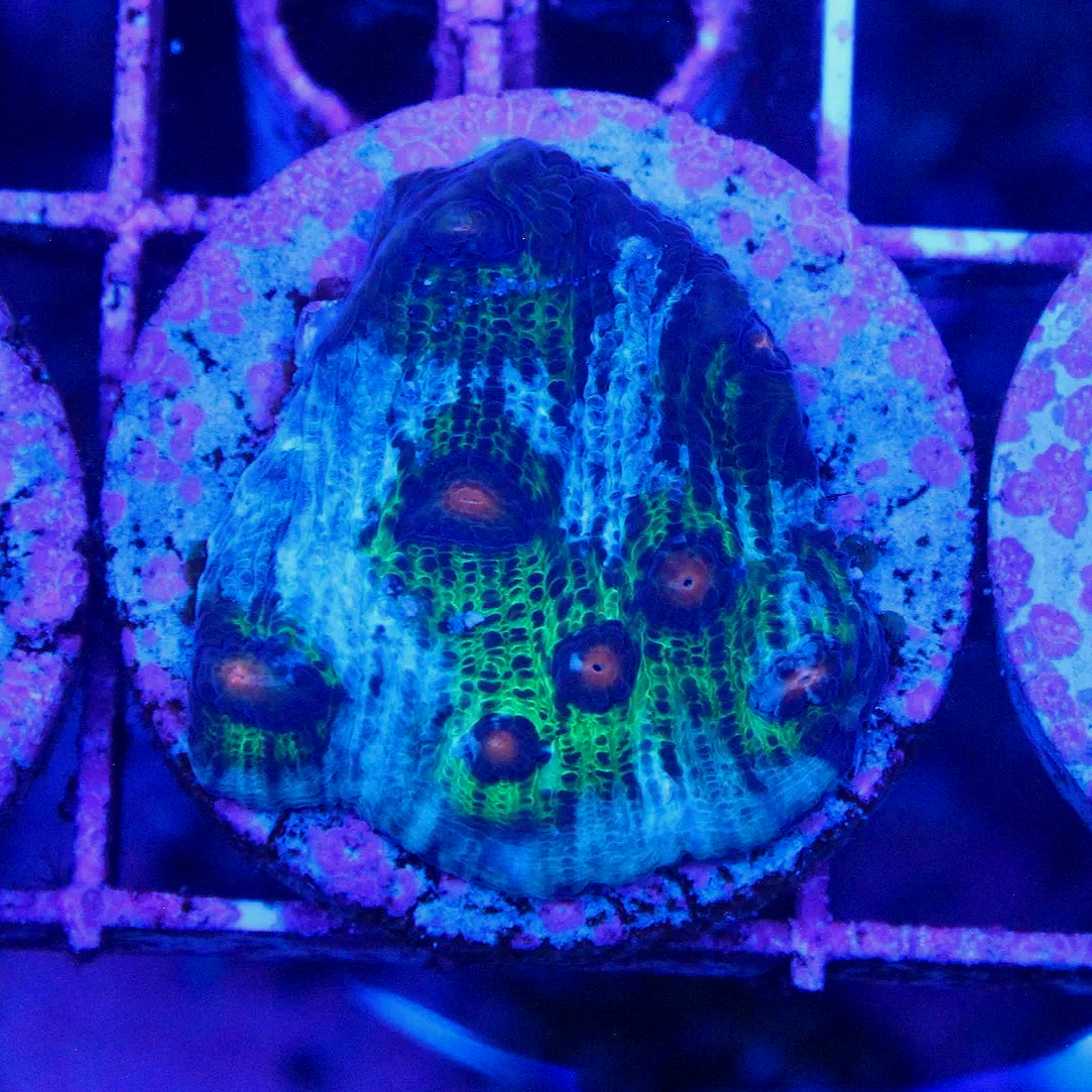 WYSIWYG Avatar Chalice Frag #2