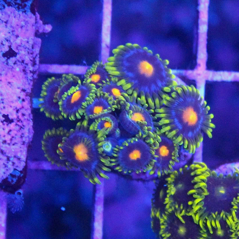 WYSIWYG Blow Pop Zoa Frag - 10+ Polyps