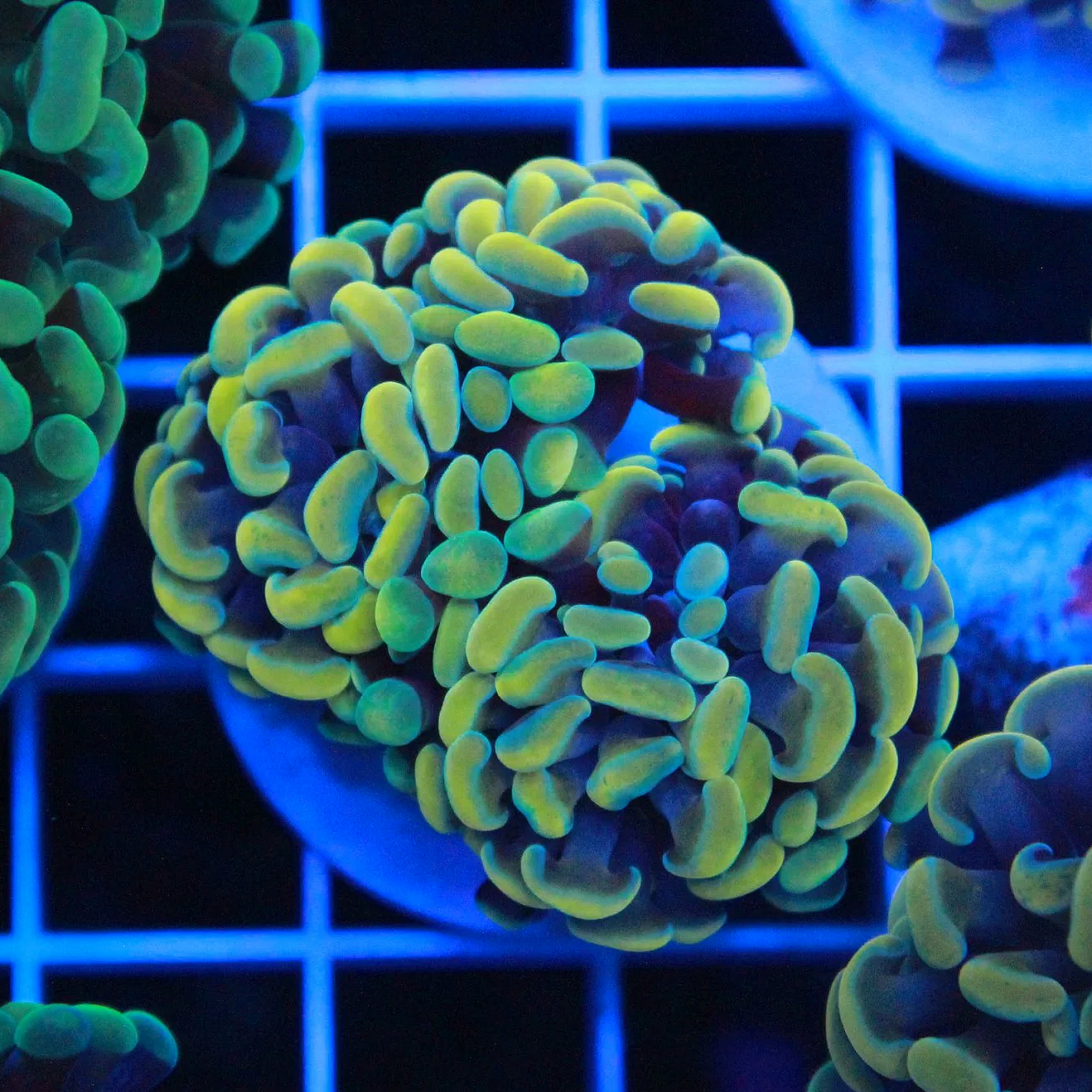 ECC Aurelia Hammer Frag - 2 heads branching