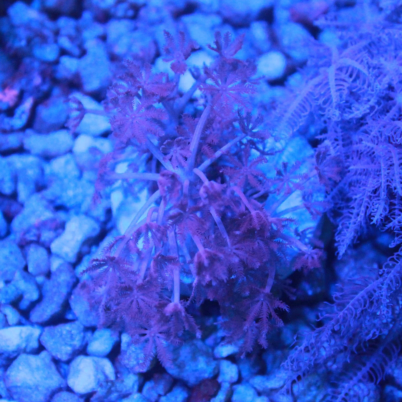 WYSIWYG Pulsing Xenia Frag