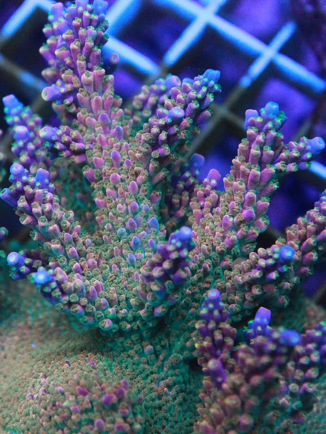 BC Bubble Bath Unicorn Acropora
