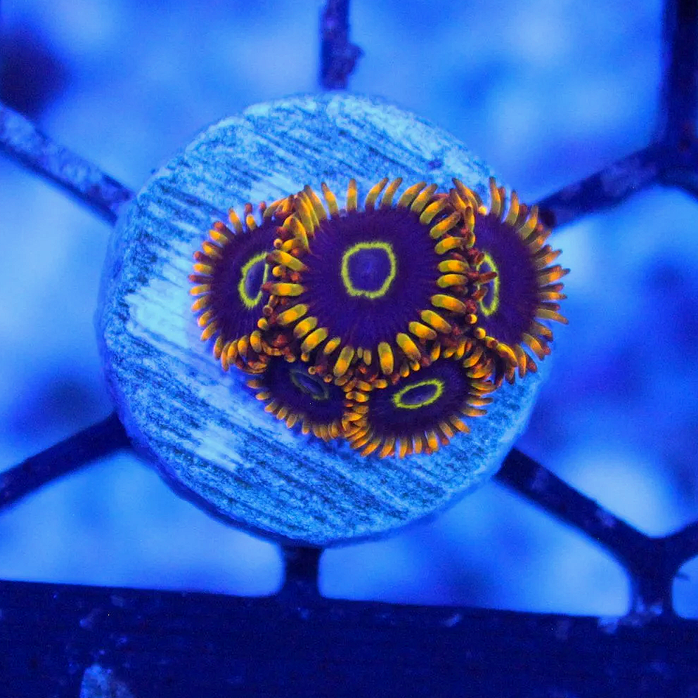 WYSIWYG Rainbow Hornet Zoa - 5 Polyps